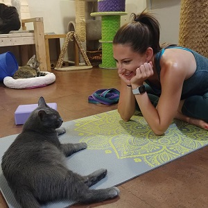 downtown san diego gaslamp quarter things to do cat cafe